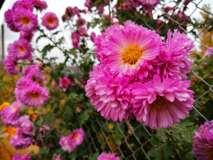 Pinkflow