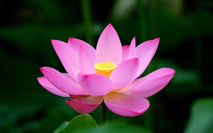 Lotus❤?❤?????