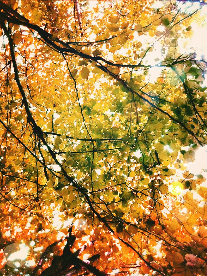 paints of autumn