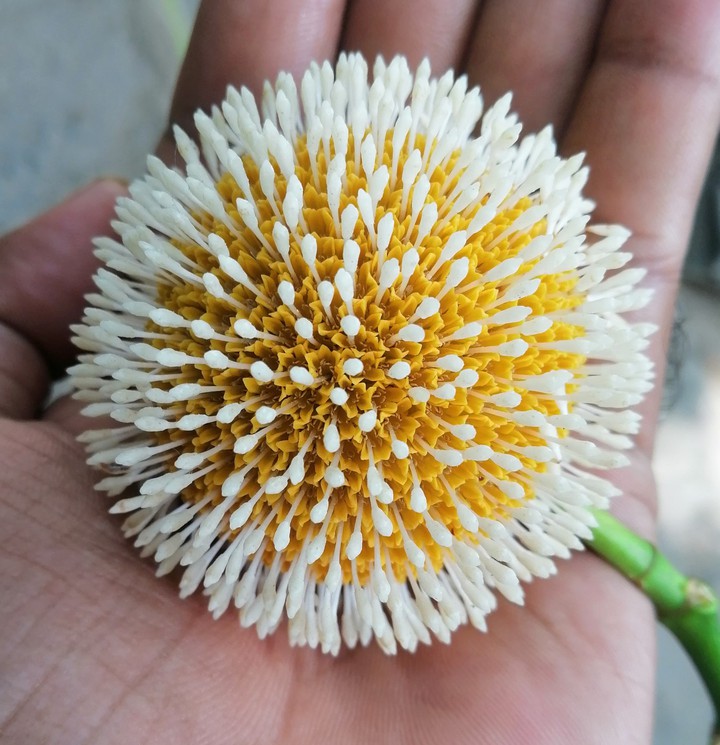 Flower