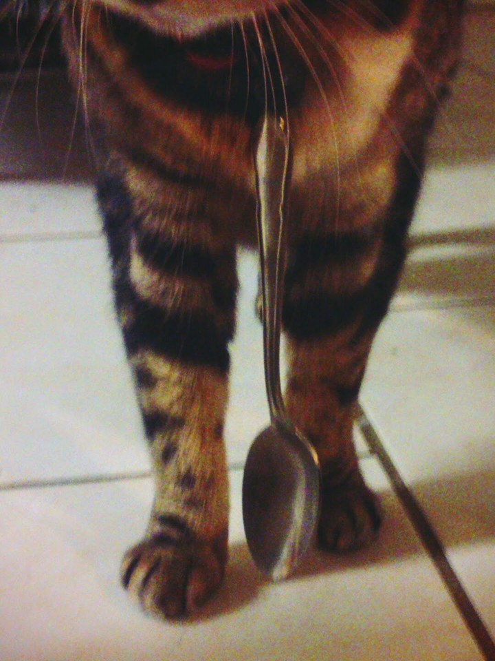 Cat n Spoon