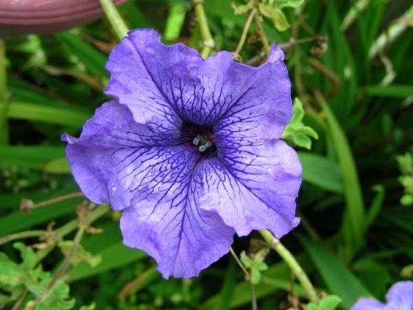 blue petunia