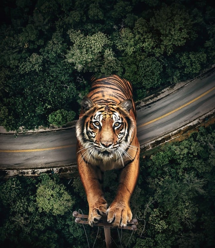 tiger
