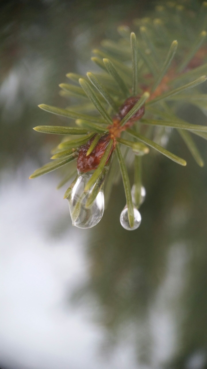 macro