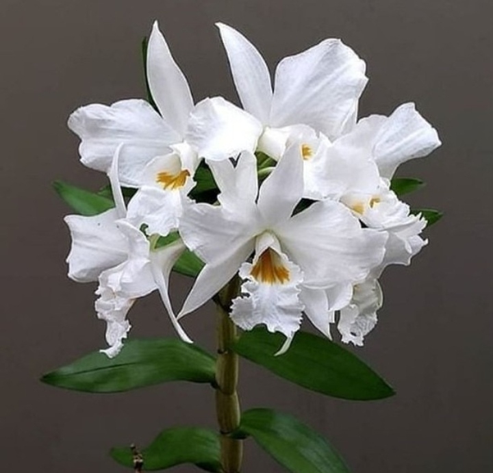 orchid