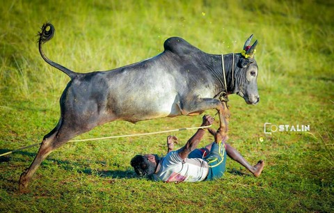 jallikattu