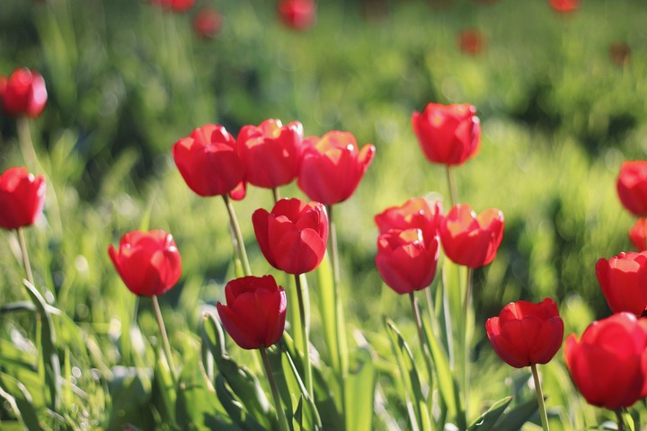 #flowers