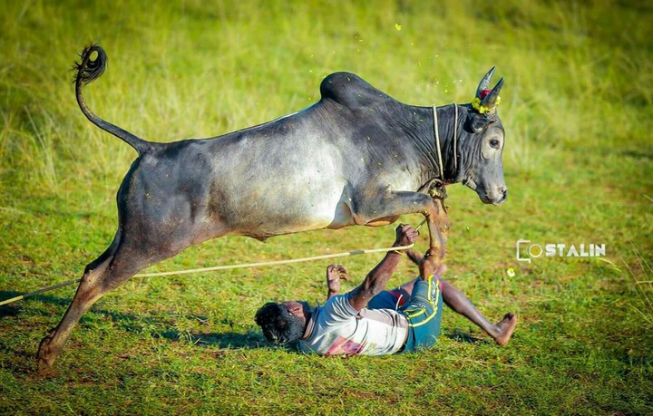 jallikattu