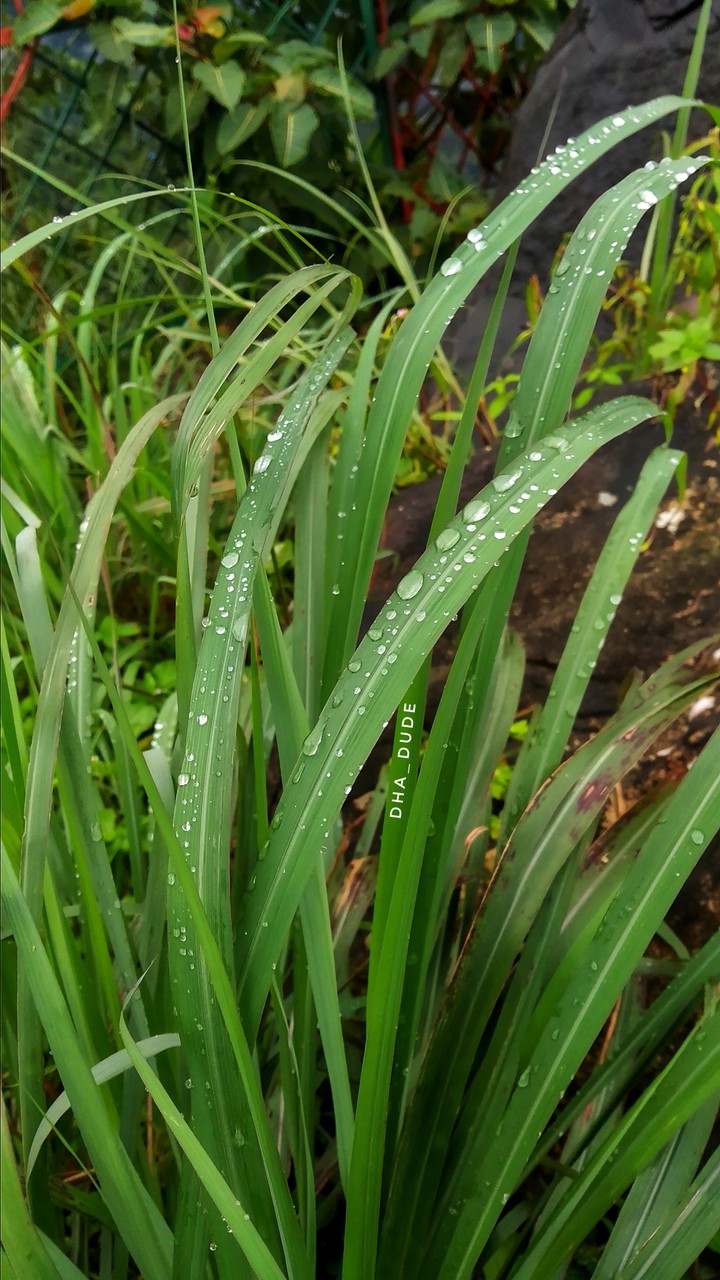 Nature in Kerala