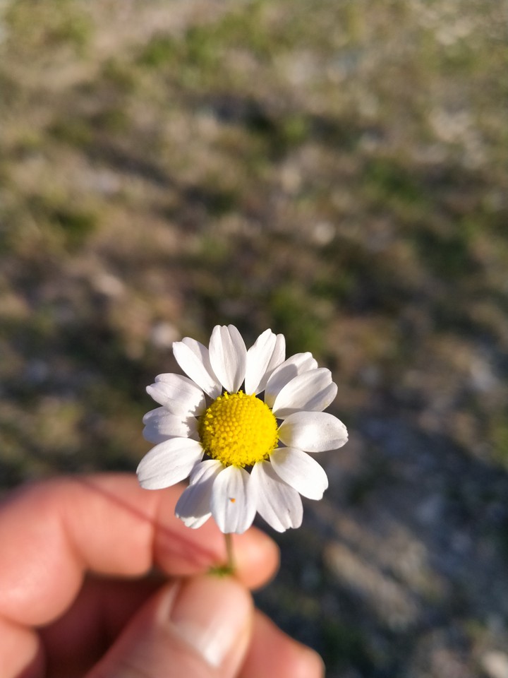 daisy