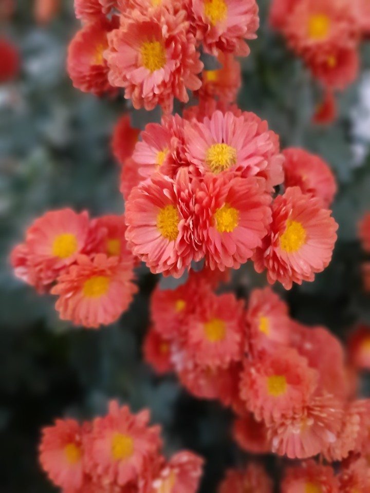 Chrysanthemums
