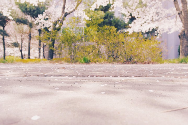 korea blossom