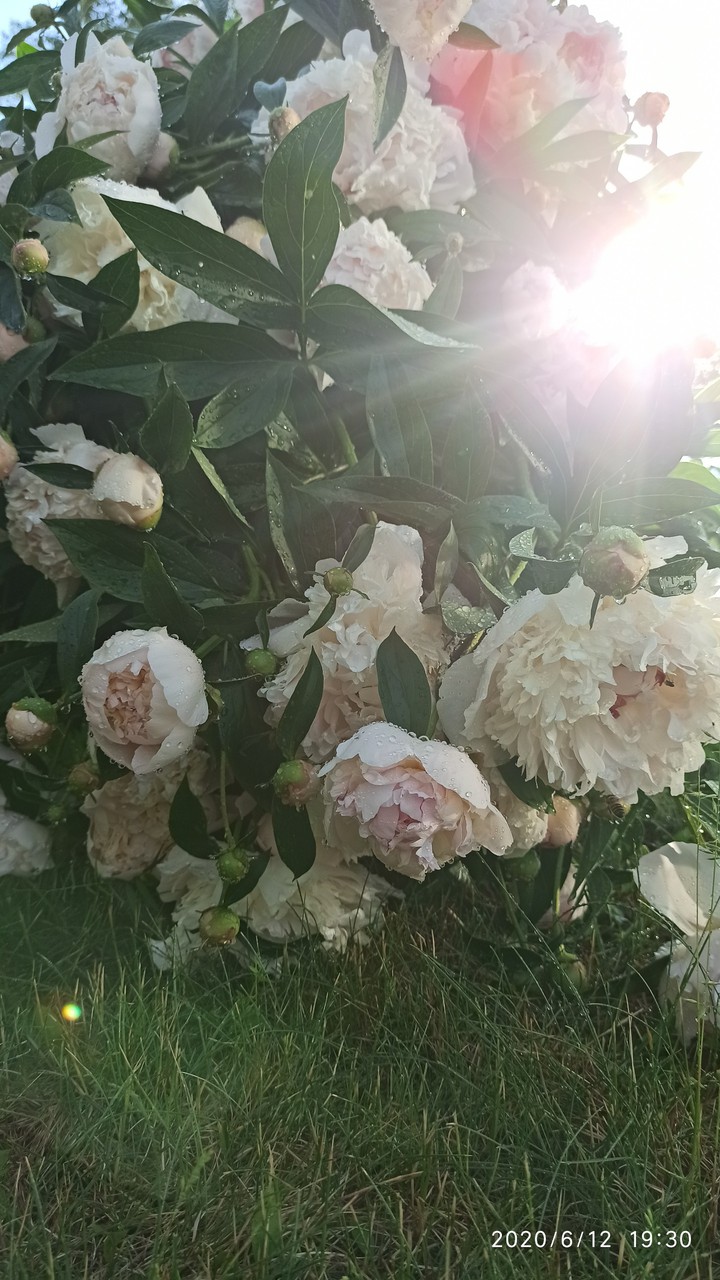 peony