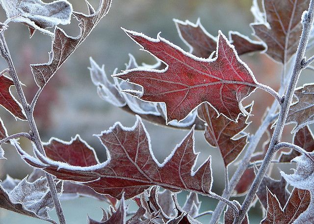 COLD LEAVES