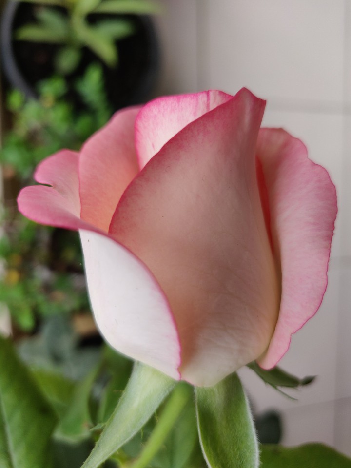 Pink Rose
