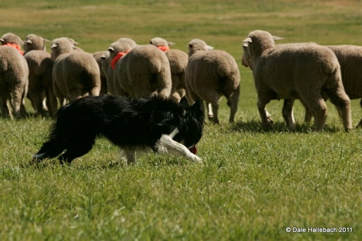 If It's Not A Broder Collie It's Just A Dog