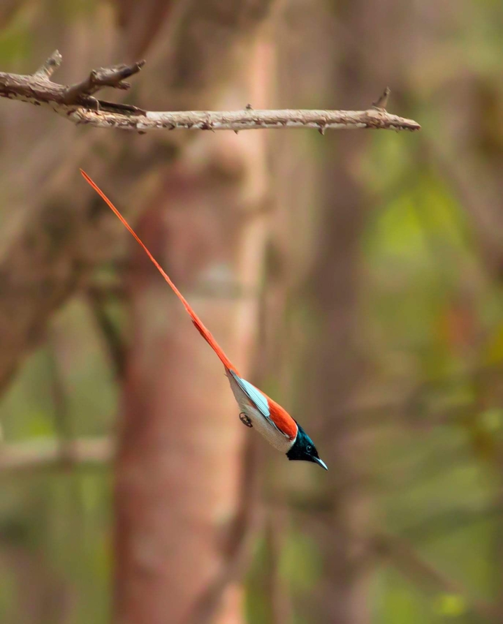 Colourful Flight