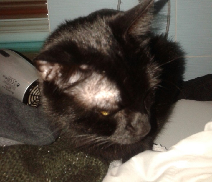 gattino