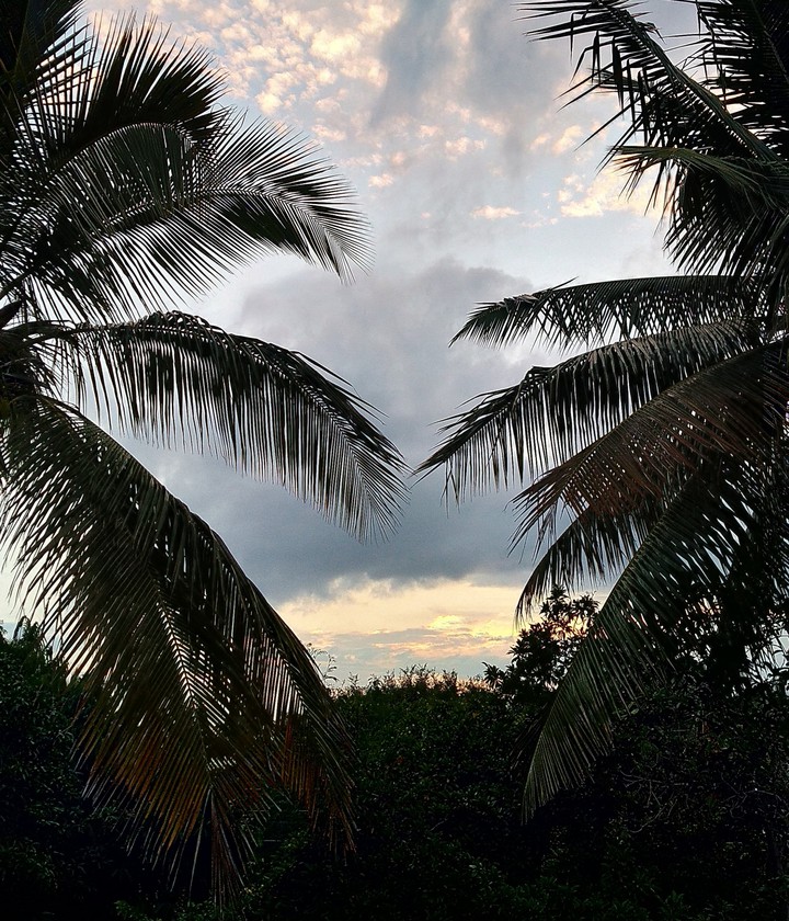 coconut tree