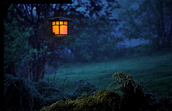 dark jungle