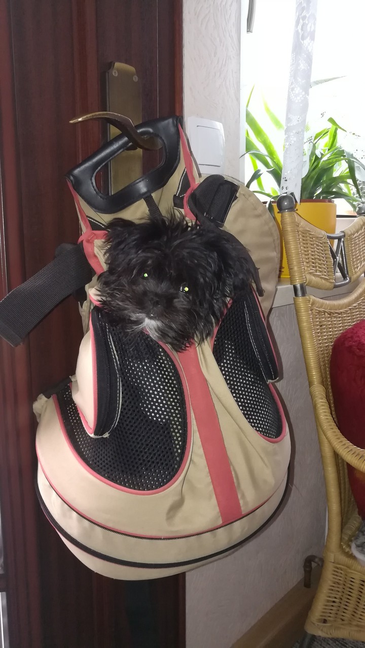 Benni im Tragerucksack