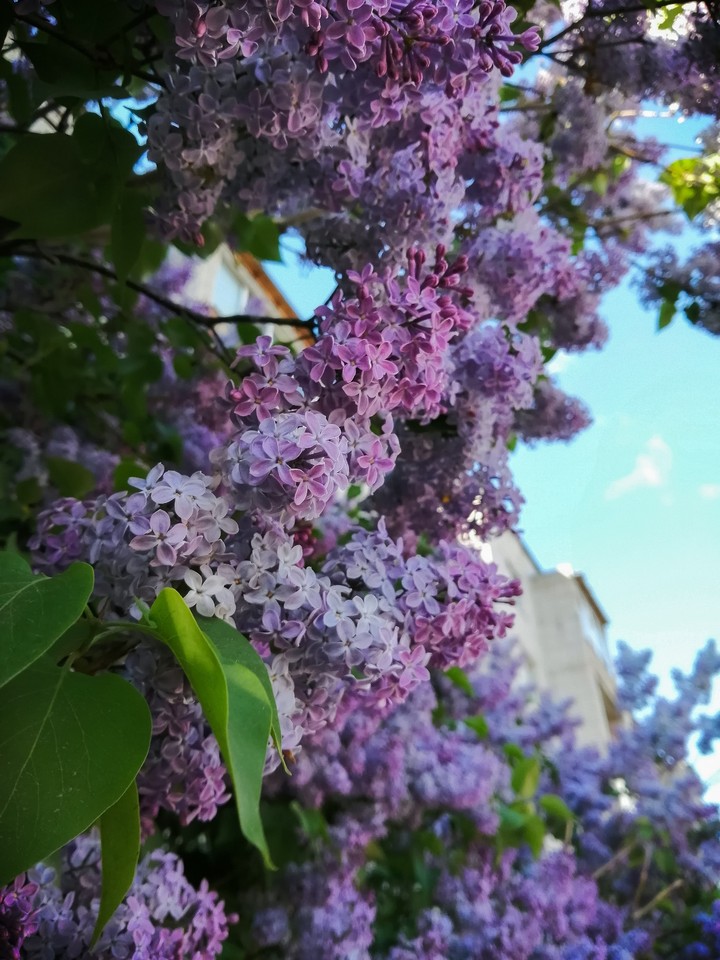 Lilac