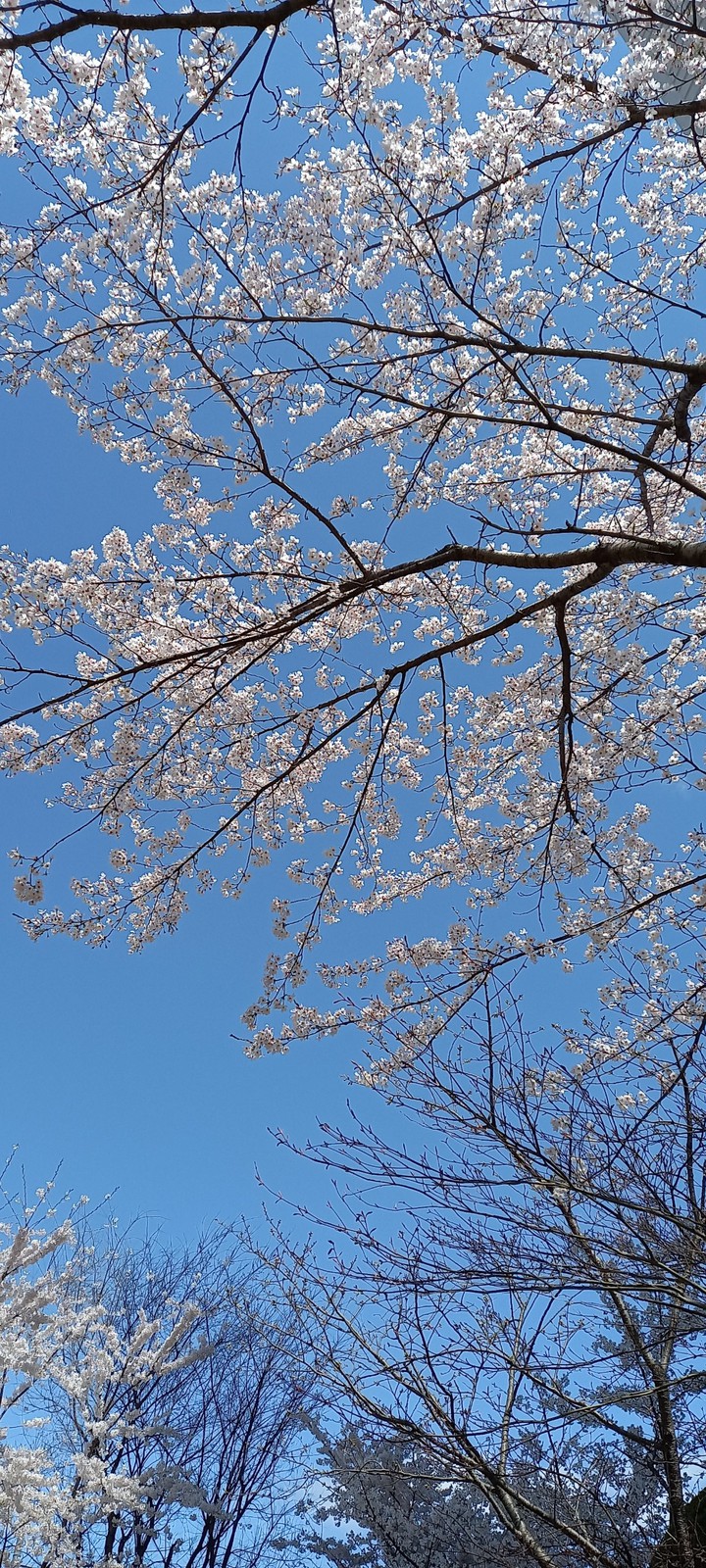 벗꽃♡♡