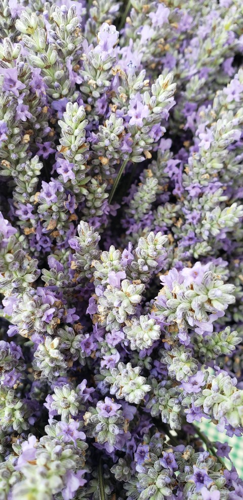 lavender bundle