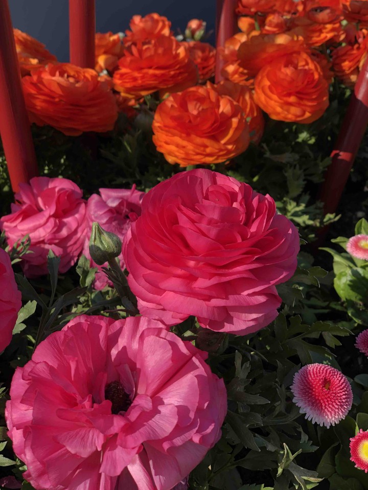 flowers