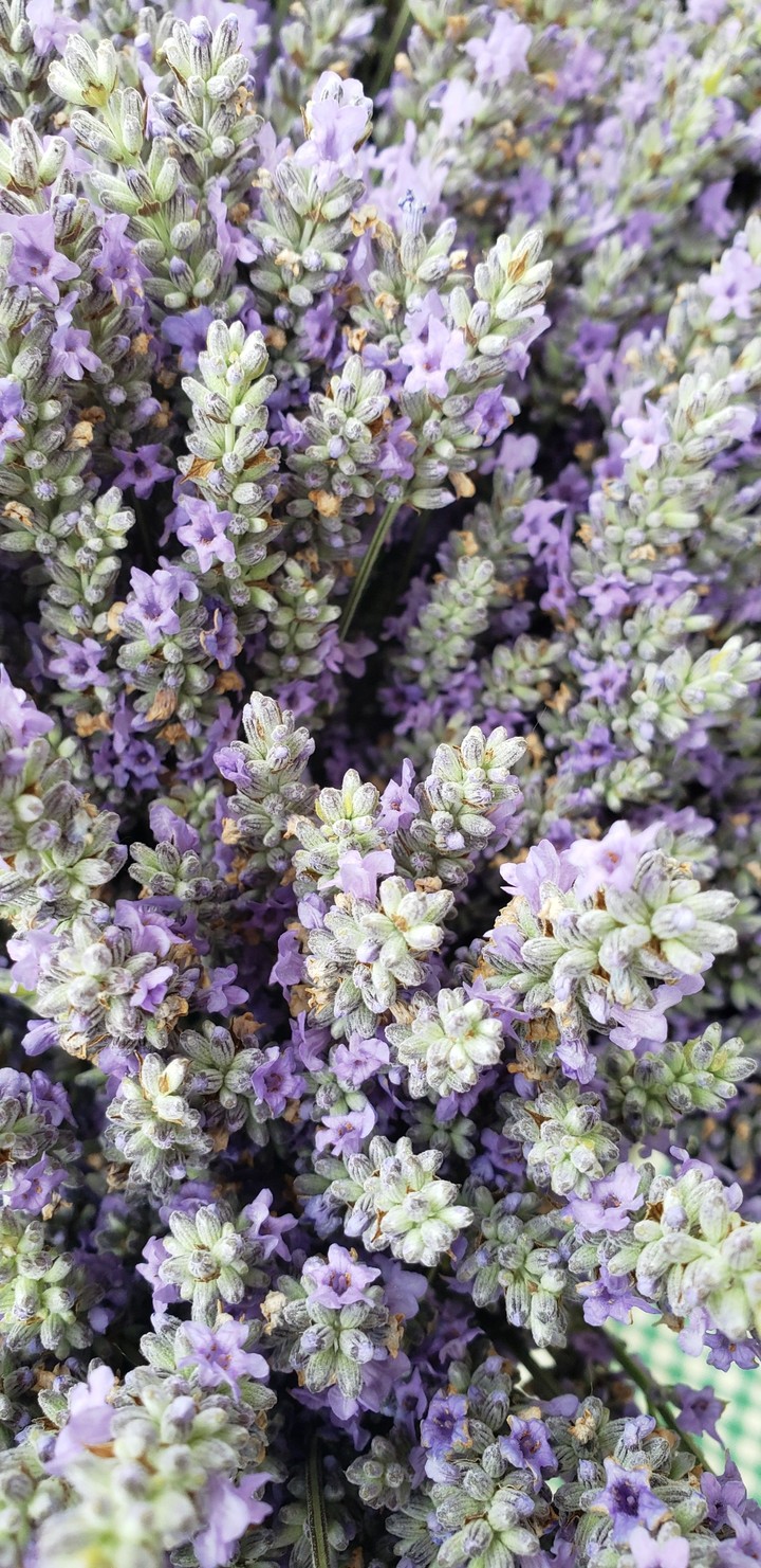 lavender bundle