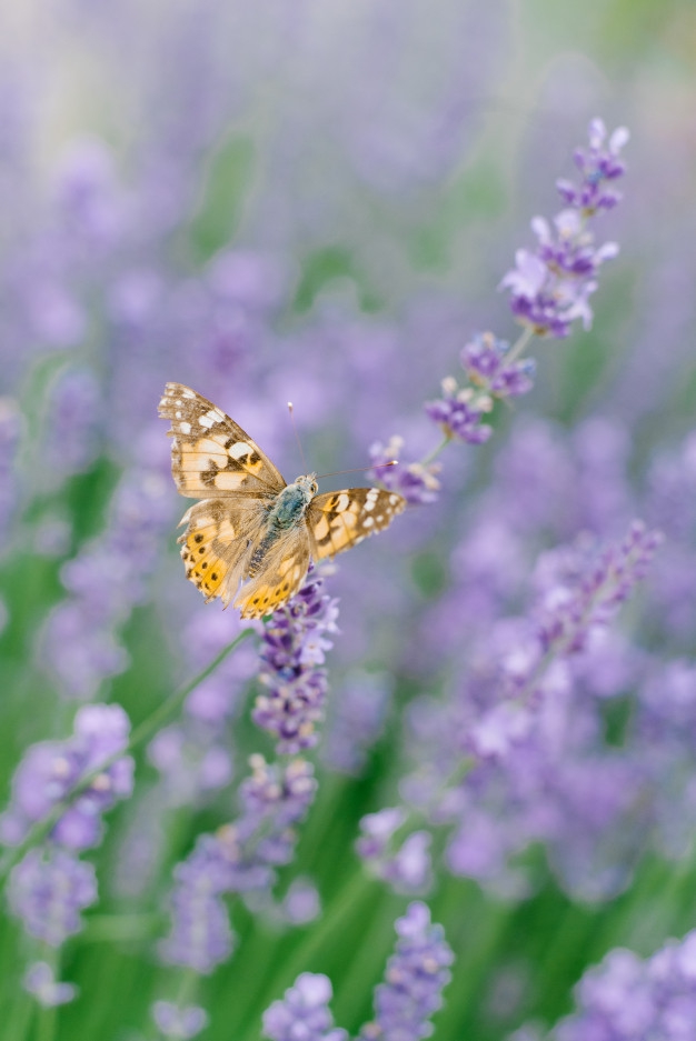butterfly
