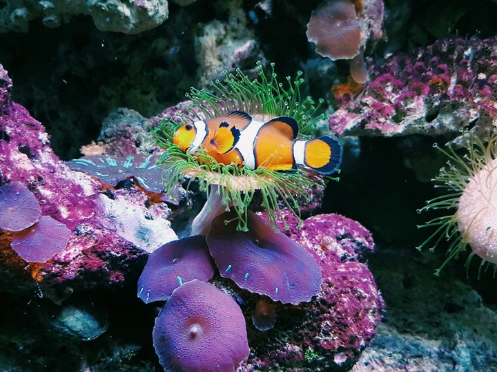 Relaxing fish on a corral