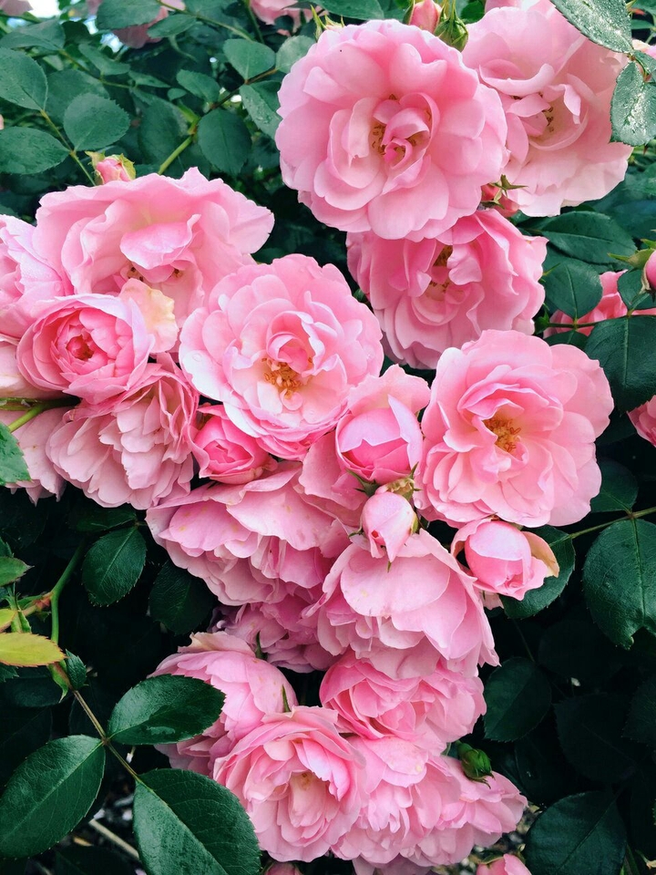 pink rose