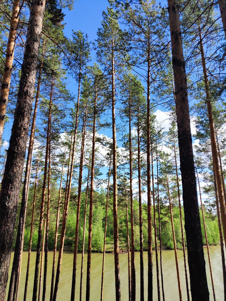 Forest of Siberia