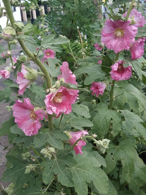 hollyhock