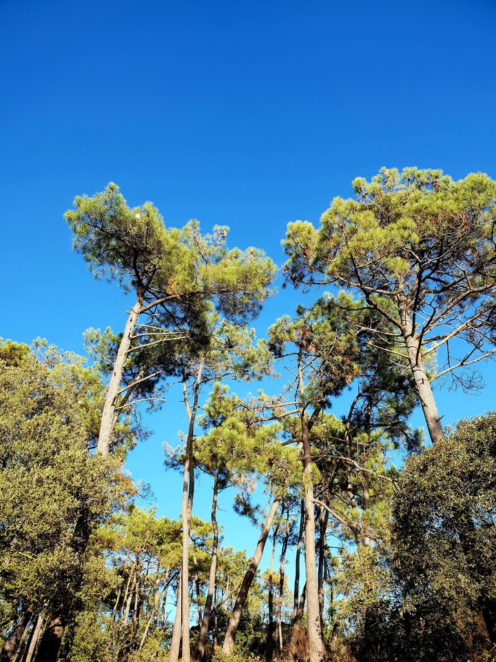Forêt