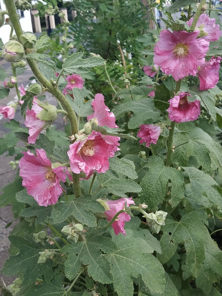 hollyhock