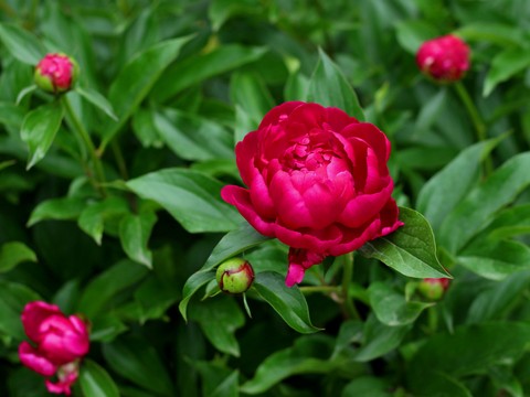тапети pink, пионы