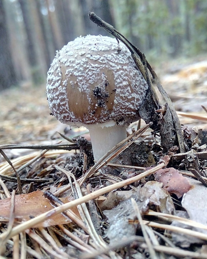 In the woods...