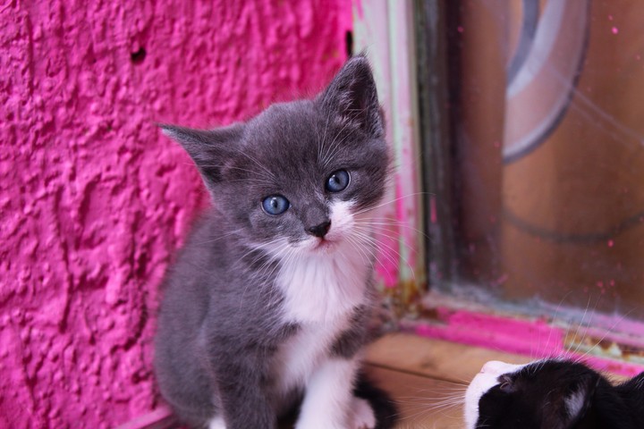 Mocha