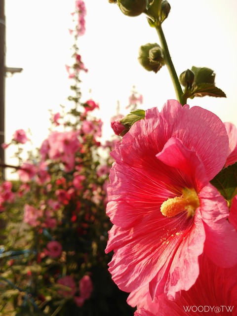 Alcea rosea