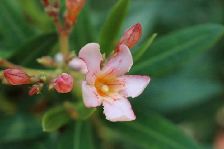 Floral
