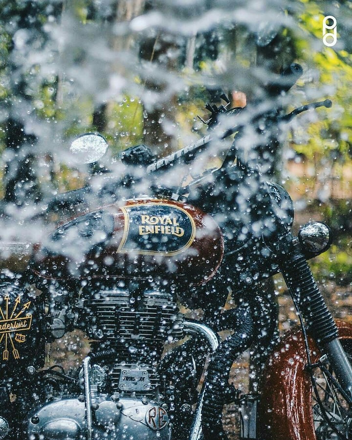 Royal in Rain