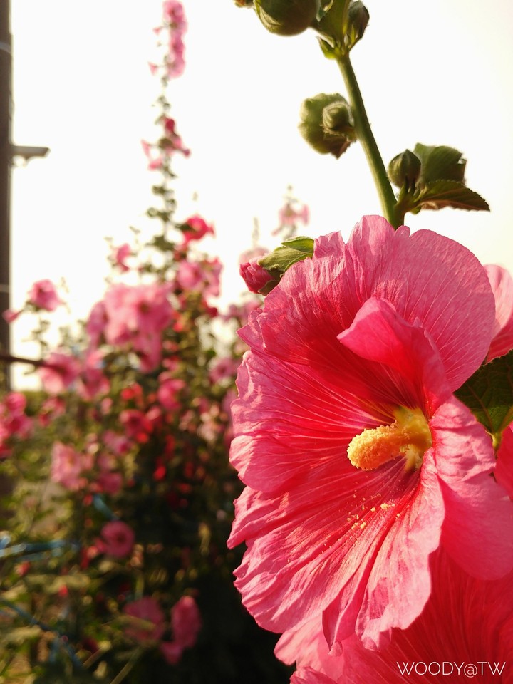 Alcea rosea