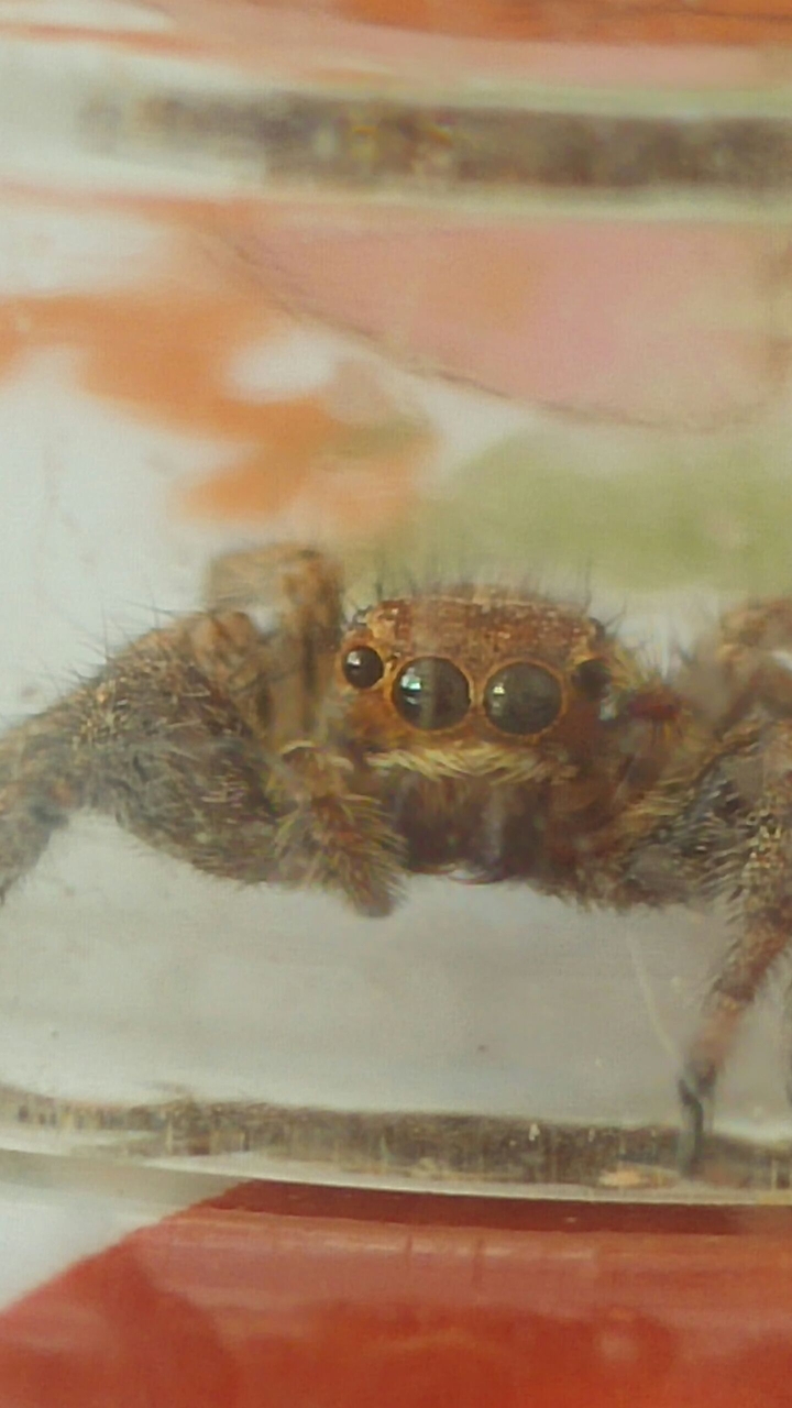 A little spider