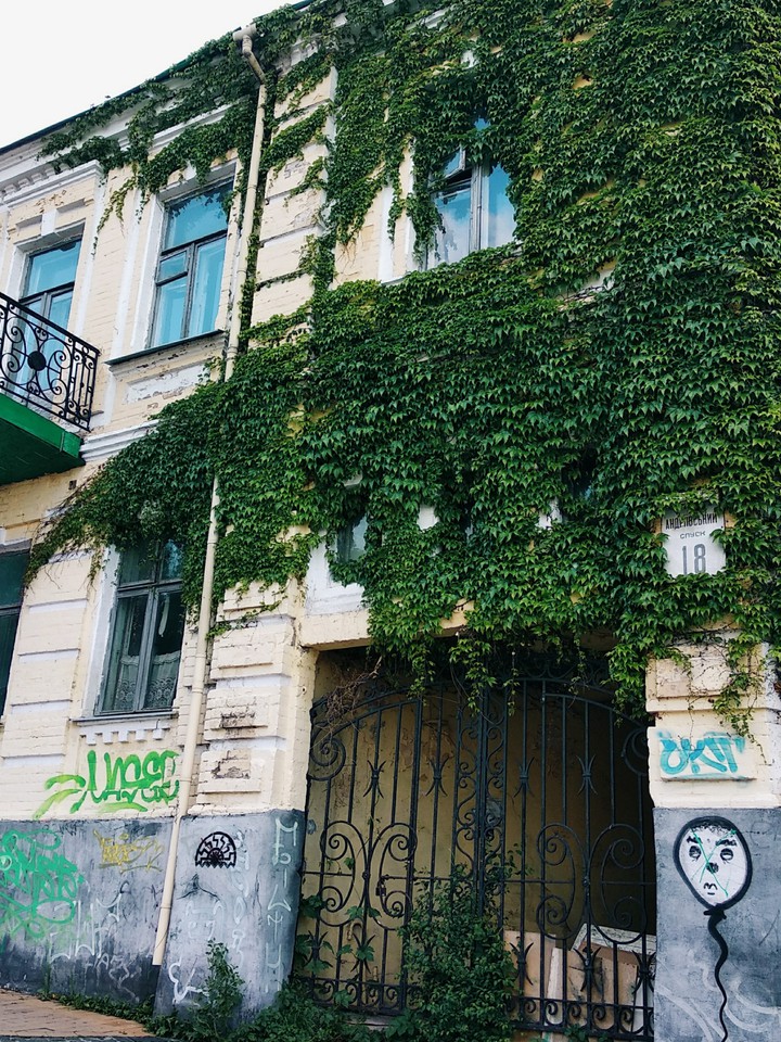 Virginia creeper