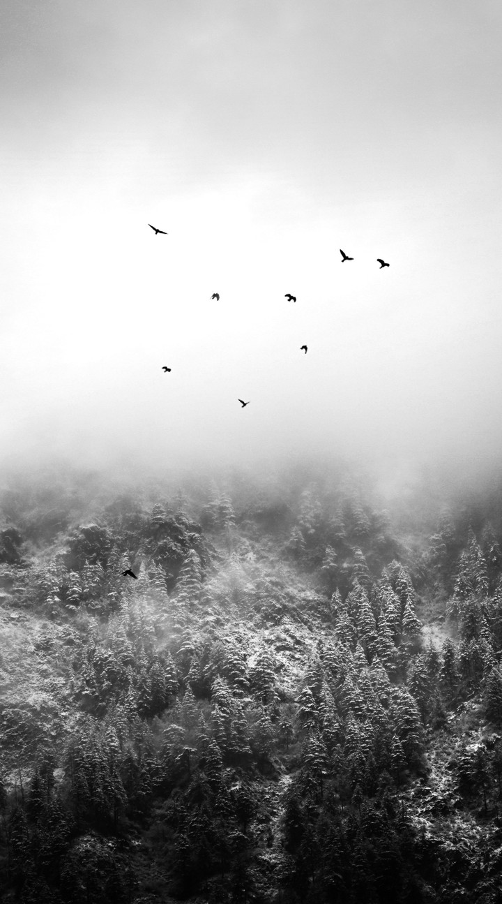 ταπετσαρίες White, Photograph