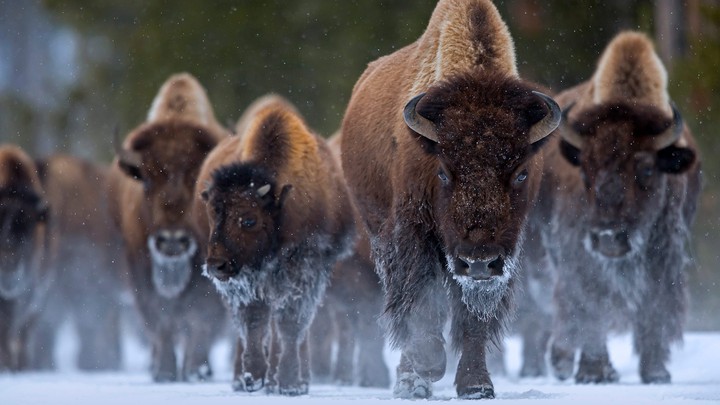 Bison in Yellowstone National Park