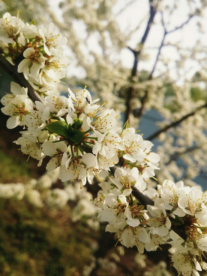 Spring