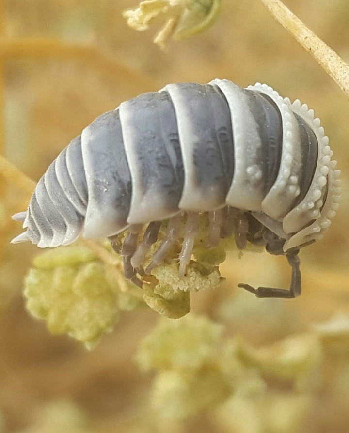 موریانه